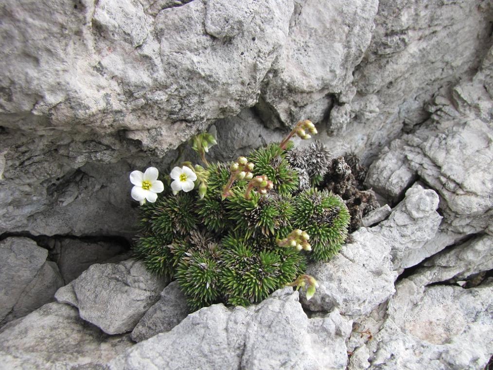 Saxifraga vandellii / Sassifraga di Vandelli